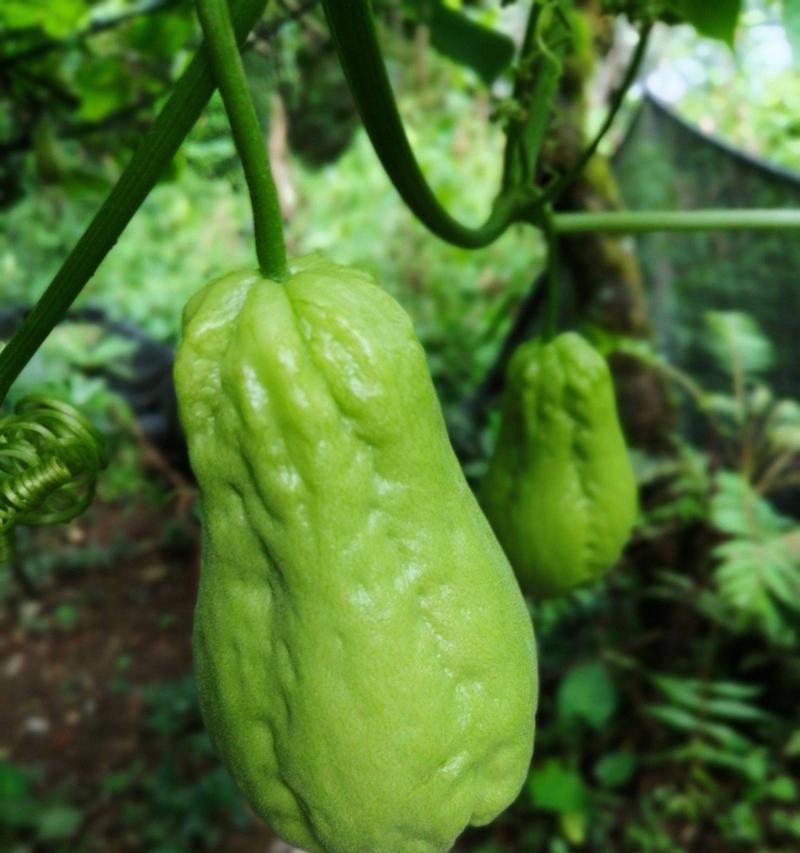 瓜类植物的生态和营养特性（探究瓜类植物在生态系统中的重要性及其营养价值）