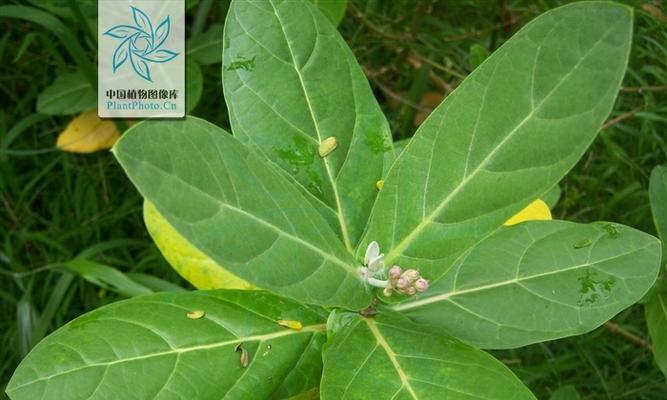 瓜类植物的生态和营养特性（探究瓜类植物在生态系统中的重要性及其营养价值）