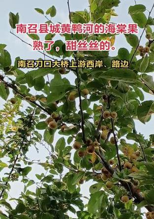 海棠果成熟的时候是什么时候？（探究海棠果的成熟期和采摘技巧）
