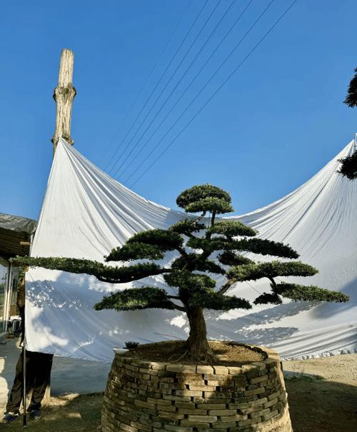 罗汉松种植攻略（院子里也能种罗汉松，如何打造绿色空间）