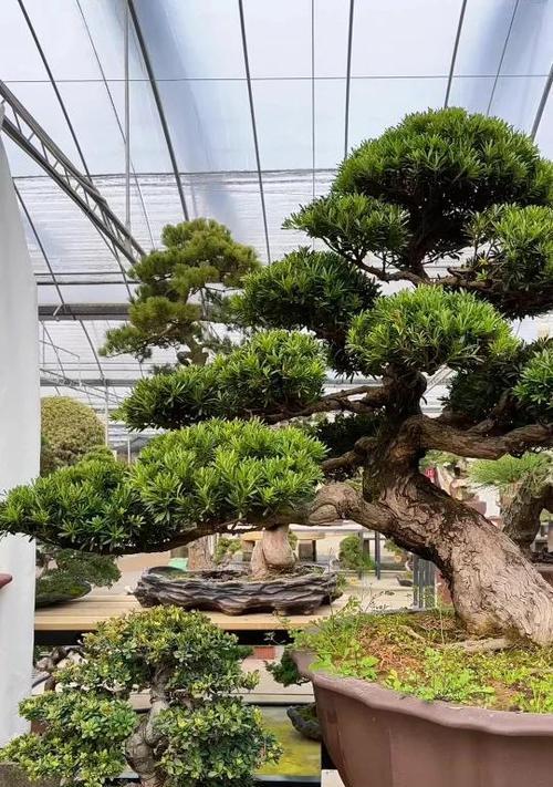 罗汉松种植攻略（院子里也能种罗汉松，如何打造绿色空间）