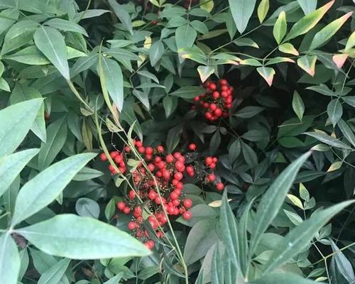 天竺子果实的毒性与食用安全（探究天竺子果实的毒性特征及如何安全食用）