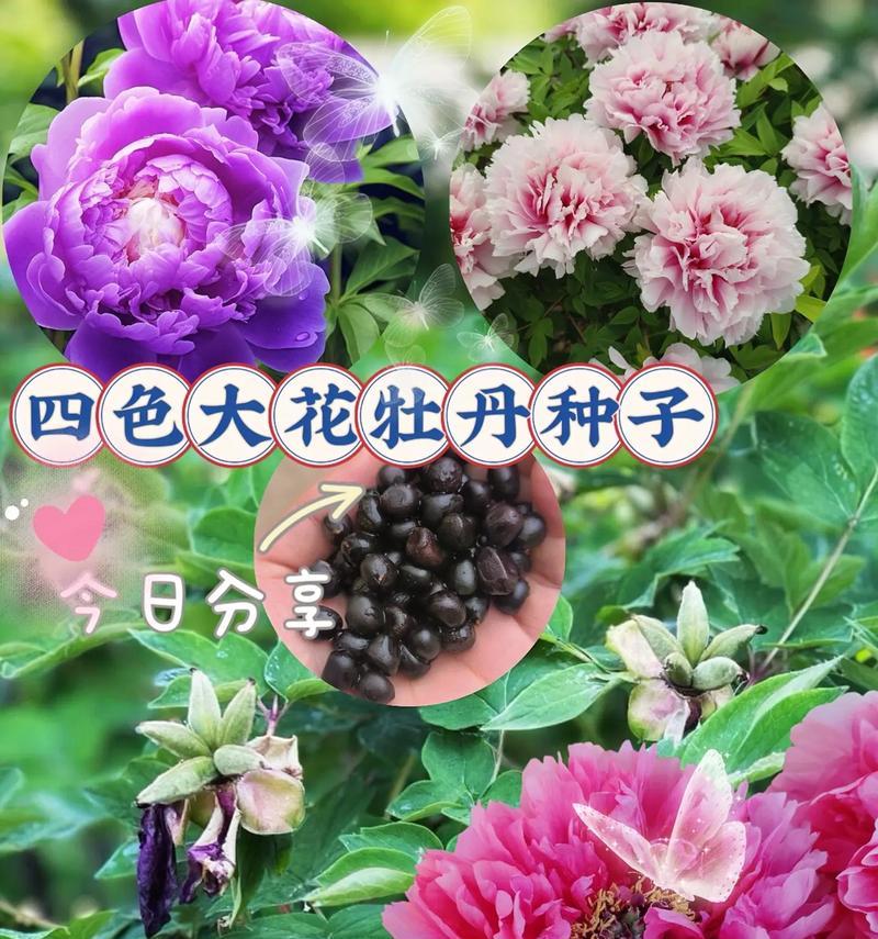 怎么吃牡丹种子？（丰富营养的牡丹种子，你该怎么吃？）