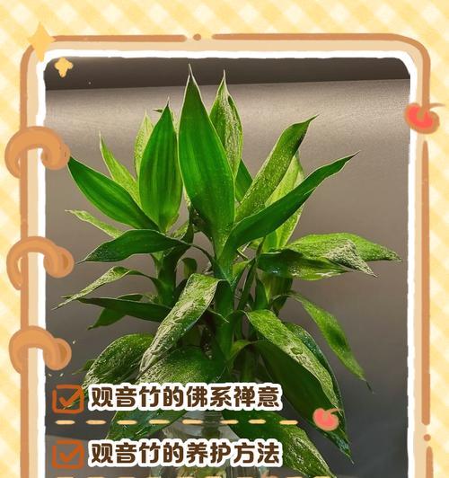 水培观音竹的养殖方法与注意事项（做好水培，让观音竹焕发生机）