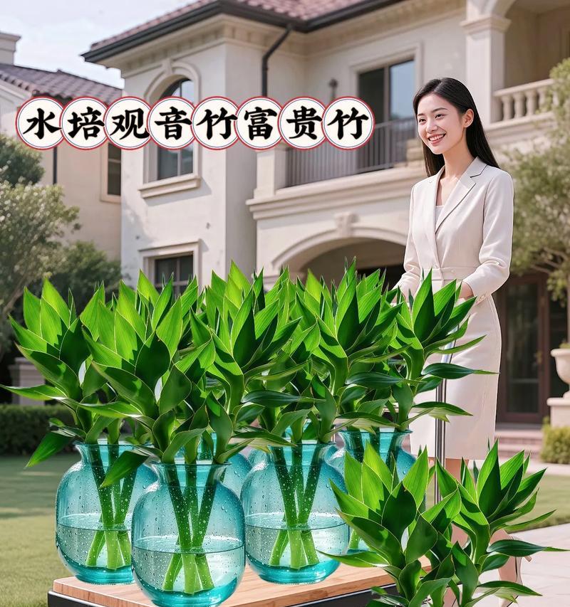 水培观音竹的养殖方法与注意事项（做好水培，让观音竹焕发生机）