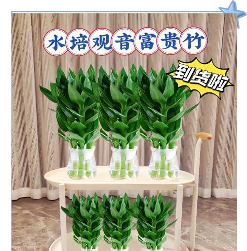 水培观音竹的养殖方法与注意事项（做好水培，让观音竹焕发生机）