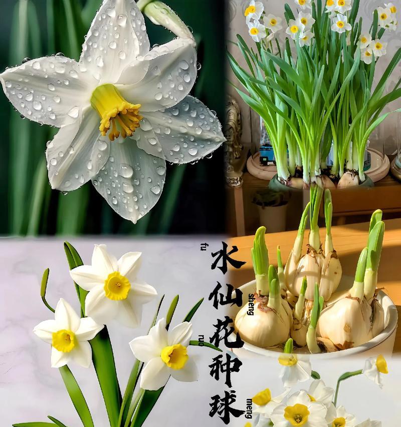 水仙花养护全攻略（了解水仙花生长周期和关键养护细节，让您的水仙花常青常美）