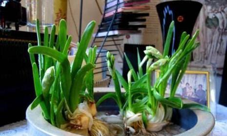 水仙花养护全攻略（了解水仙花生长周期和关键养护细节，让您的水仙花常青常美）
