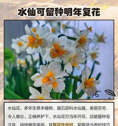 水仙花养护全攻略（了解水仙花生长周期和关键养护细节，让您的水仙花常青常美）