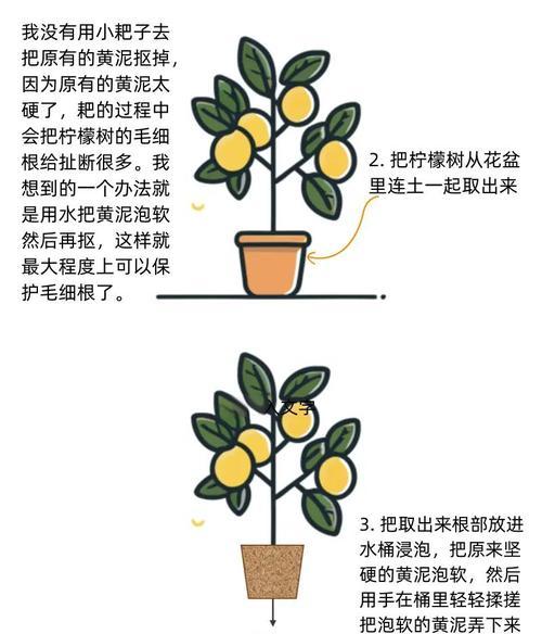 柠檬扦插时间和方法（掌握正确方法，种出美味柠檬）