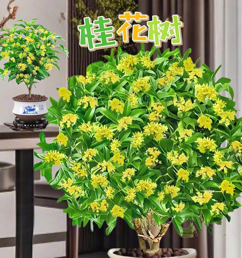 芬芳树木之旅——探寻带香味的树种（了解带香味的树有哪些，走进自然的芬芳世界）