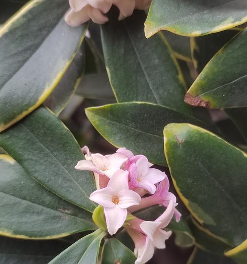 芬芳树木之旅——探寻带香味的树种（了解带香味的树有哪些，走进自然的芬芳世界）