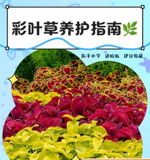 彩叶草的繁殖方法（从分株、扦插到播种，轻松掌握）