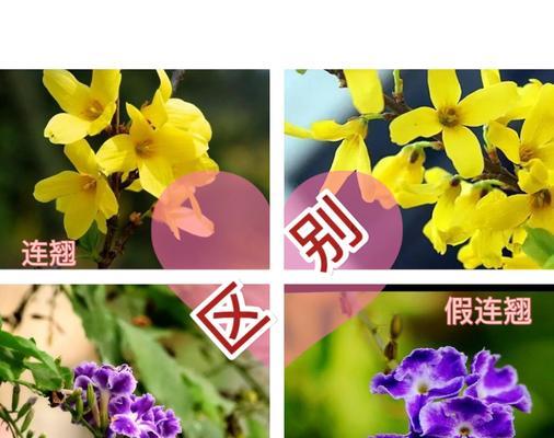假连翘开花后的修剪方法（开花后剪枝，让假连翘更美）