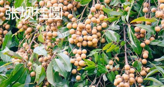 探秘桂圆产地——福建南平（桂圆之乡，香甜满溢）