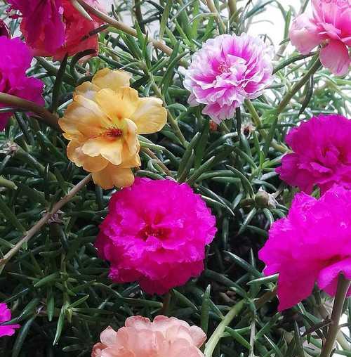 探索阳光花的积极意义与魅力（探索阳光花的积极意义与魅力）