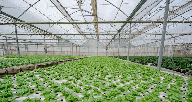 生菜种植全指南（寻找最佳生菜种植月份，让你丰收满满）