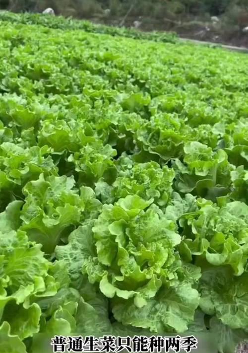 生菜种植全指南（寻找最佳生菜种植月份，让你丰收满满）