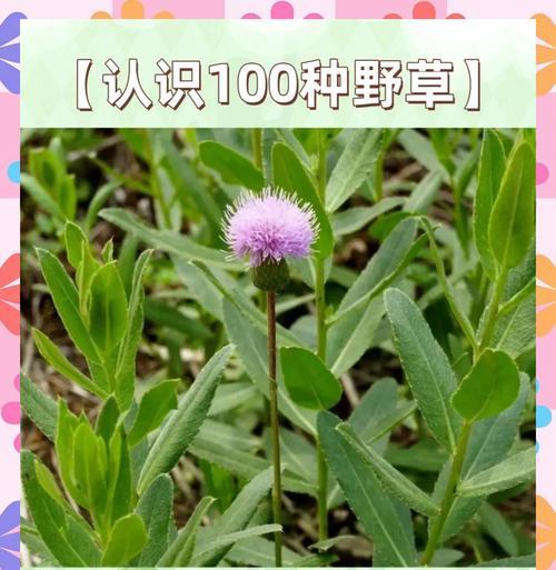 揭秘刺儿菜的神奇功效（探究刺儿菜对人体的保健作用）