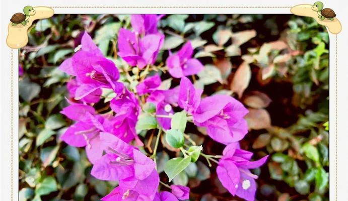 探寻中国哪个城市的市花是三角梅？（解读三角梅的花语与文化底蕴）