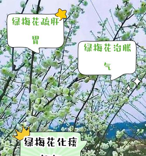 梅花草有毒吗？——了解室内养护方法的关键（如何科学安全地在家中养护梅花草？）