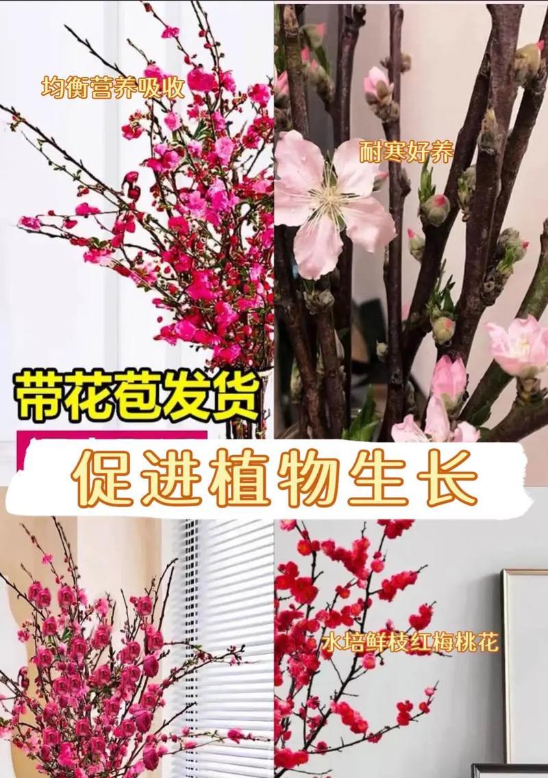 梅花草有毒吗？——了解室内养护方法的关键（如何科学安全地在家中养护梅花草？）