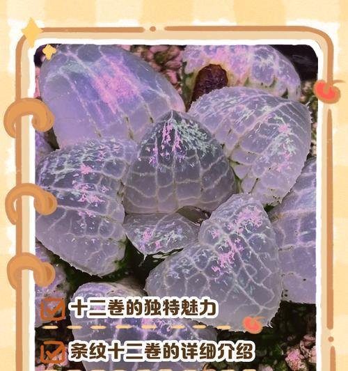 《条纹十二卷，如何正确服盆》（掌握正确方法，让你的植物健康成长）
