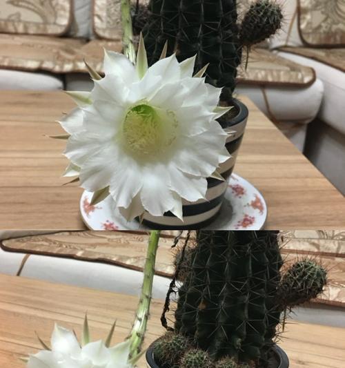探秘神秘仙人草（探秘神秘仙人草）