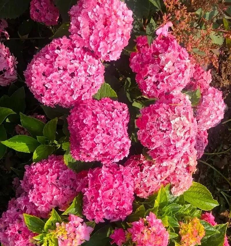 丰富多彩的绣球花——你知道它是否耐冻吗？（解读绣球花的耐寒能力与栽培技巧）