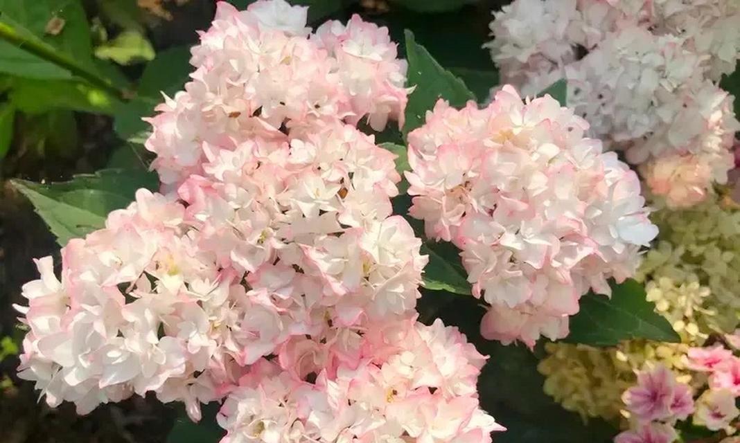 丰富多彩的绣球花——你知道它是否耐冻吗？（解读绣球花的耐寒能力与栽培技巧）