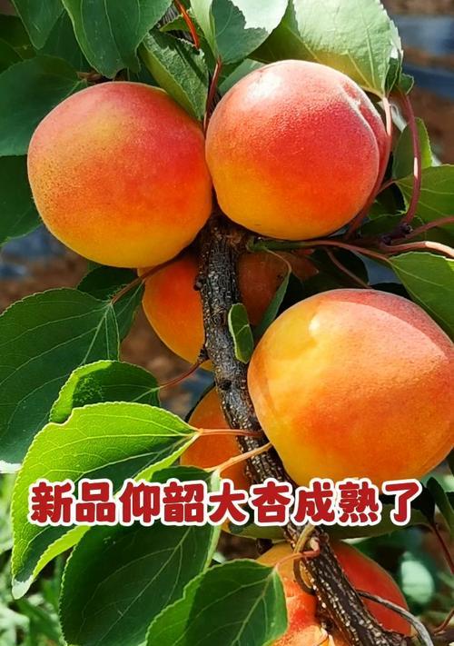 凯特杏上市时间及成熟期分析（了解凯特杏成熟期，选择最佳购买时间）