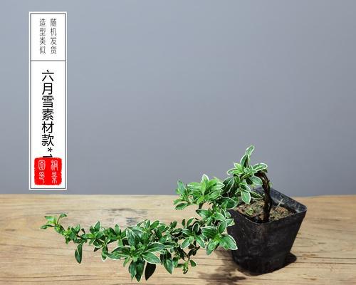 六月雪的盆栽技巧（浅盆还是深盆？如何选择合适的盆栽方式？）