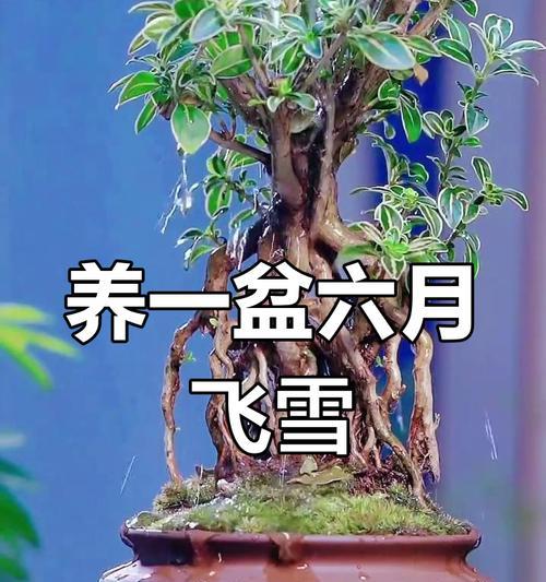 六月雪的盆栽技巧（浅盆还是深盆？如何选择合适的盆栽方式？）