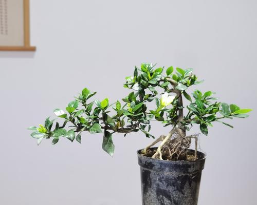 六月雪的盆栽技巧（浅盆还是深盆？如何选择合适的盆栽方式？）