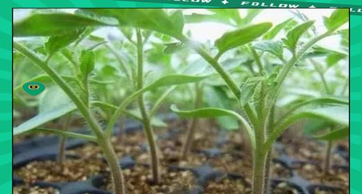幼苗如何避免徒长？（掌握正确的种植方法，让幼苗茁壮成长）