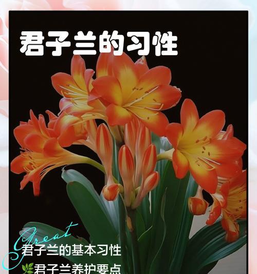 君子兰生长环境与地方条件（如何打造适宜君子兰生长的环境）