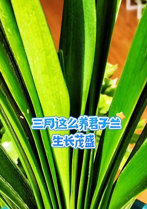 君子兰生长环境与地方条件（如何打造适宜君子兰生长的环境）