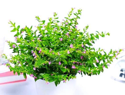 满天星的种植与养护（一盆满天星种几颗最合适？）
