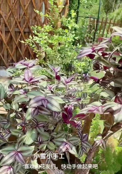 废油可用于浇灌这些花（用废油浇花，不但环保还能省钱）