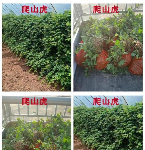 爬山虎修剪方法（打造美丽的绿色空间）
