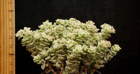 彩色蜡笔多肉的爆盆养殖方法（打造多肉花园，让彩色蜡笔多肉更加美丽）