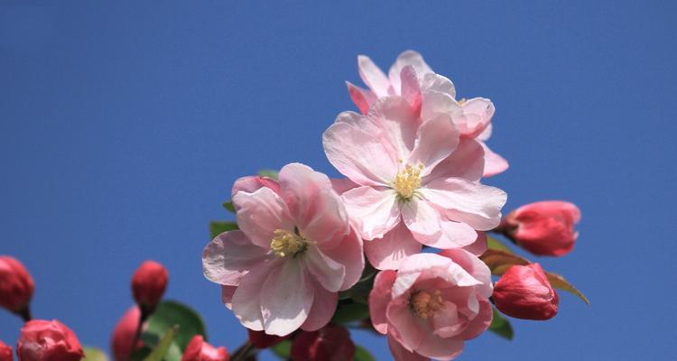 探寻海棠花的故乡——浙江杭州（一朵娇艳如画的市花，见证千年古城的风雨沧桑）