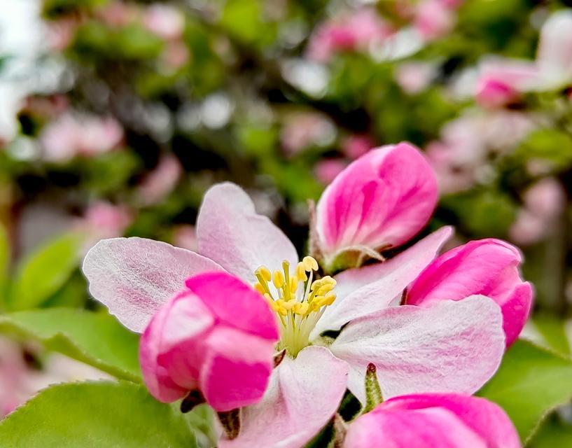探寻海棠花的故乡——浙江杭州（一朵娇艳如画的市花，见证千年古城的风雨沧桑）