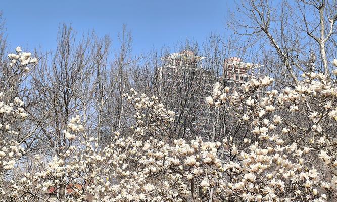 探寻海棠花的故乡——浙江杭州（一朵娇艳如画的市花，见证千年古城的风雨沧桑）