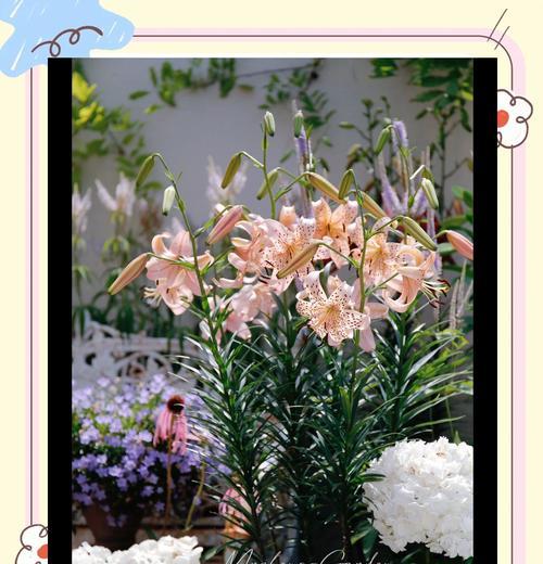 百合花期——揭秘百合开花的时间（从花语到花期，全方位了解百合花的奥秘）
