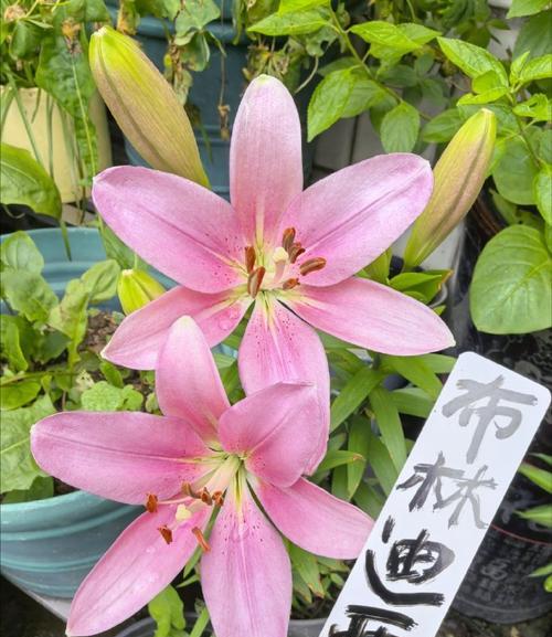百合花期——揭秘百合开花的时间（从花语到花期，全方位了解百合花的奥秘）