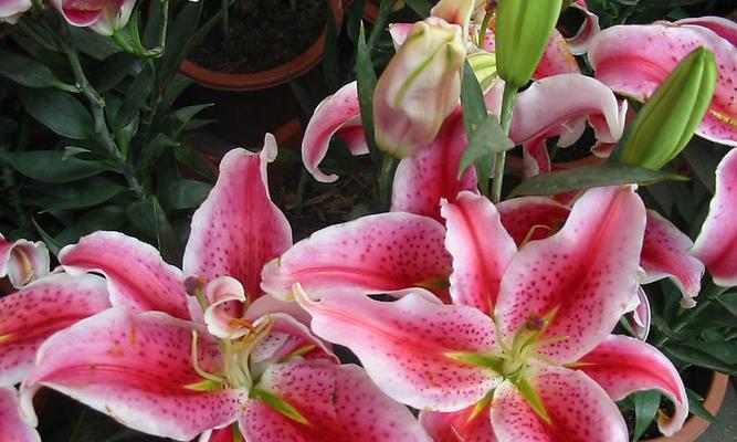 百合花期——揭秘百合开花的时间（从花语到花期，全方位了解百合花的奥秘）