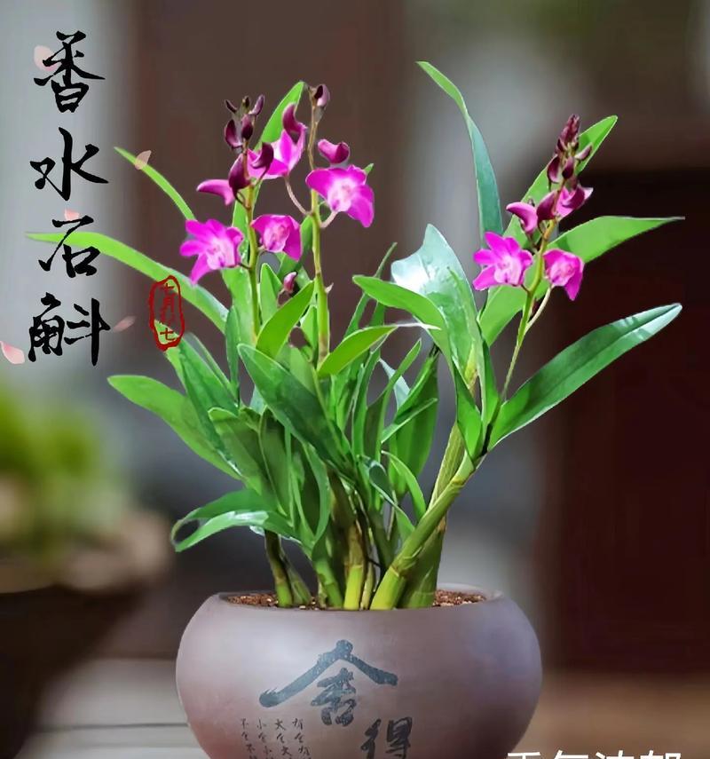盆栽石斛肥料施用指南（为您揭秘盆栽石斛营养需求及最佳肥料）