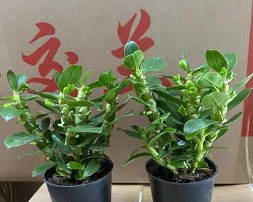 盆栽石斛肥料施用指南（为您揭秘盆栽石斛营养需求及最佳肥料）