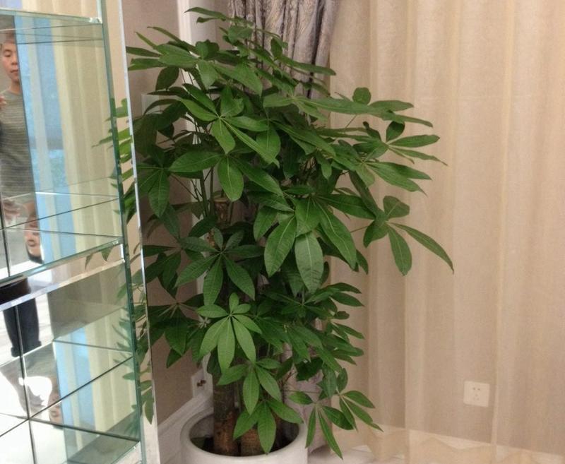 步步高怎样养才能茂盛？（打造营养丰富的土壤让步步高茁壮成长）
